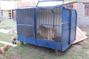 V regiji chelyabinsk so želeli postaviti dodatno levino